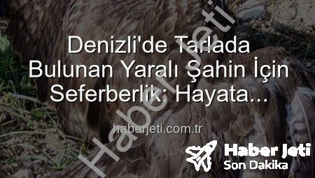 Denizli’de Tarlada Bulunan Yaralı Şahin İçin Seferberlik: Hayata Tutunma Mücadelesi Başladı