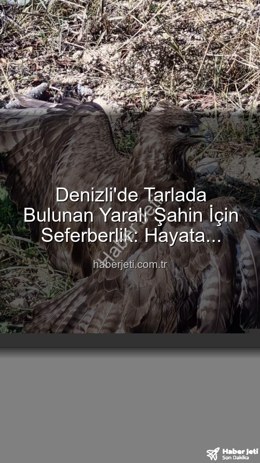 yaralı şahin - Denizli'de Tarlada Bulunan Yaralı Şahin İçin Seferberlik: Hayata Tutunma Mücadelesi Başladı