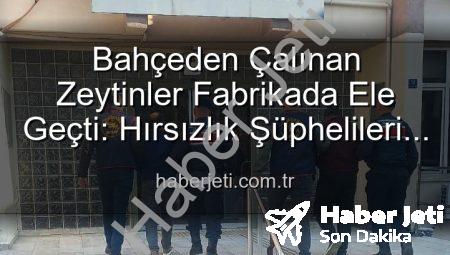 Bahçeden Çalınan Zeytinler Fabrikada Ele Geçti: Hırsızlık Şüphelileri Yakalandı