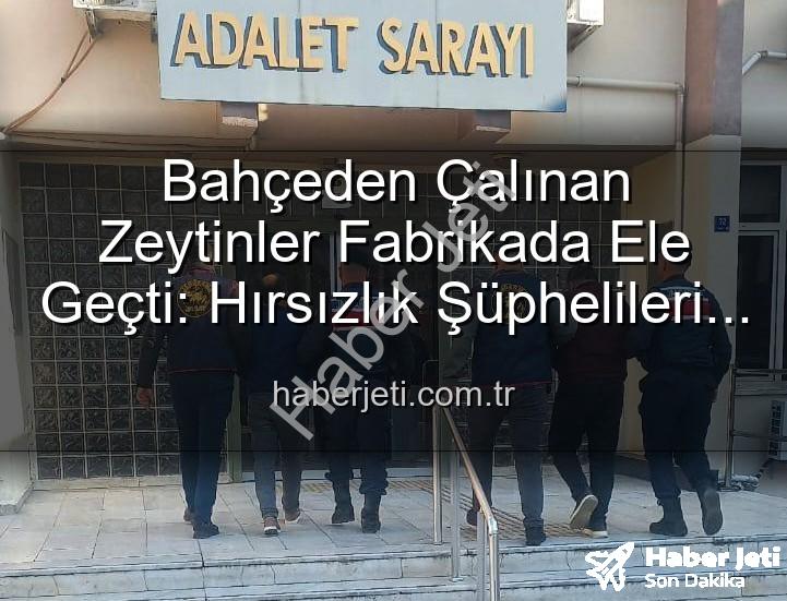 zeytin hırsızlığı - Bahçeden Çalınan Zeytinler Fabrikada Ele Geçti: Hırsızlık Şüphelileri Yakalandı