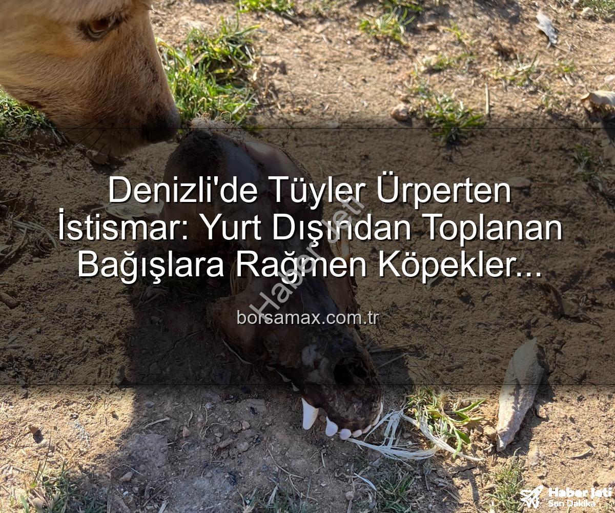 hayvan istismarı - Denizli'de Hayvan İstismarı: Sözde Barınakta Köpekler Açlıktan Birbirini Yedi, Yurt Dışından Gelen Bağışlar Kayıp!