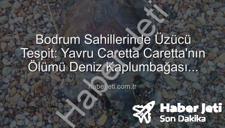 Bodrum Sahillerinde Üzücü Tespit: Yavru Caretta Caretta’nın Ölümü Deniz Kaplumbağası Severleri Üzdü