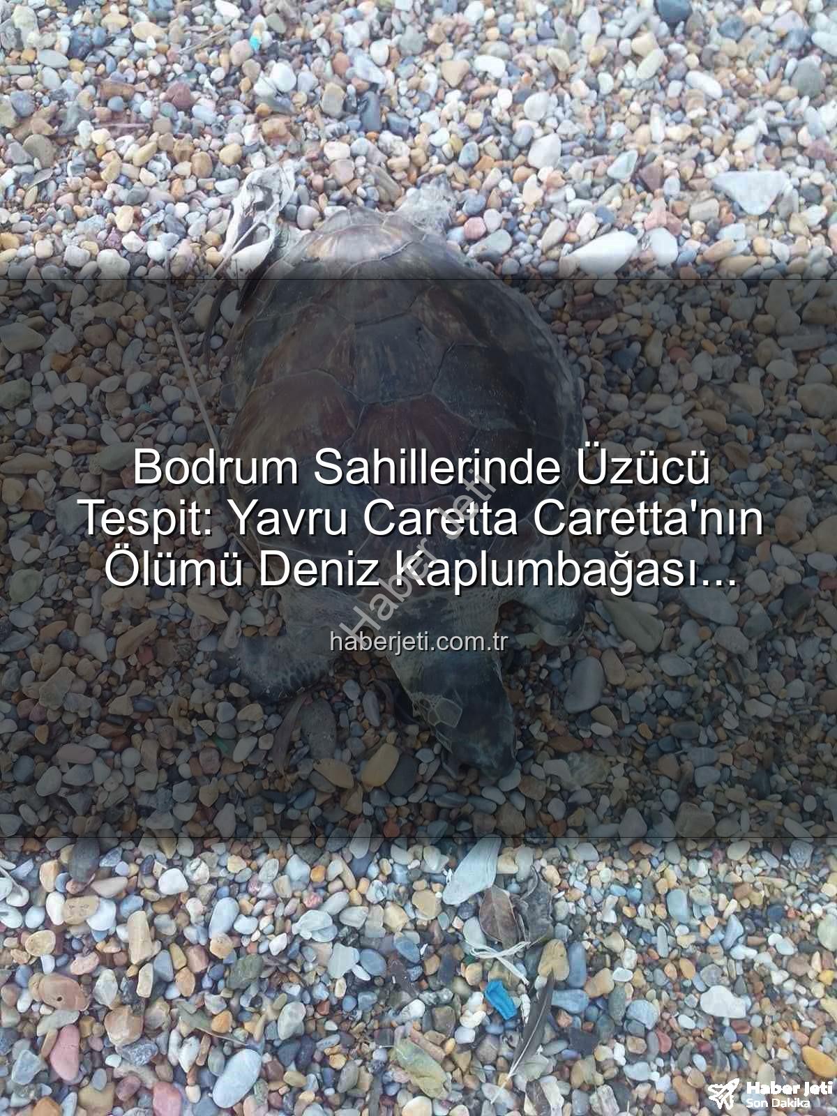 yavru caretta caretta - Bodrum Sahillerinde Üzücü Tespit: Yavru Caretta Caretta'nın Ölümü Deniz Kaplumbağası Severleri Üzdü