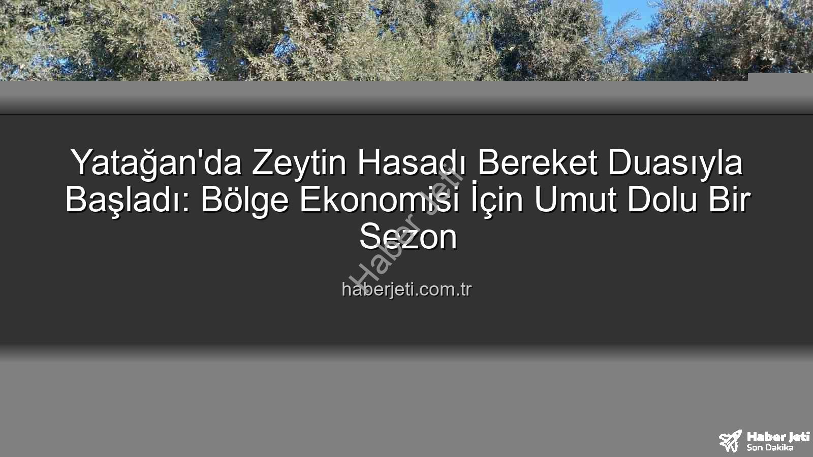 Yatağan zeytin hasadı - Yatağan'da Zeytin Hasadı Bereket Duasıyla Başladı: Bölge Ekonomisi İçin Umut Dolu Bir Sezon