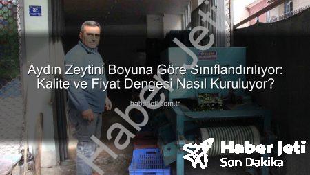 Aydın Zeytini Boyuna Göre Sınıflandırılıyor: Kalite ve Fiyat Dengesi Nasıl Kuruluyor?