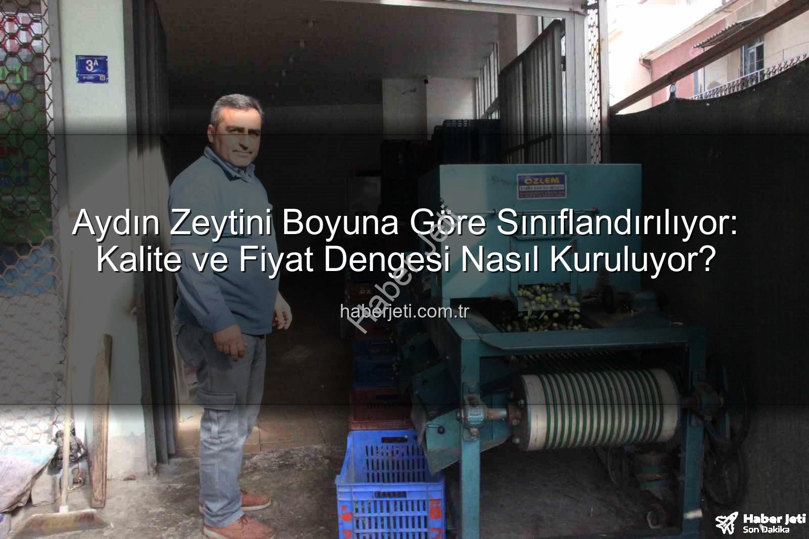 Aydın zeytini - Aydın Zeytini Boyuna Göre Sınıflandırılıyor: Kalite ve Fiyat Dengesi Nasıl Kuruluyor?