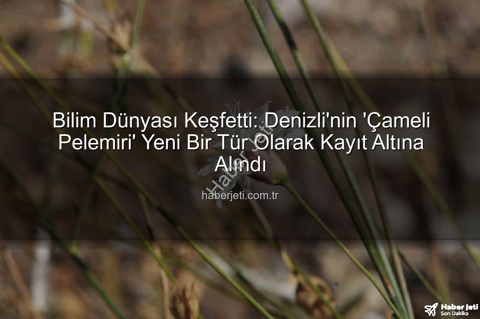 Çameli pelemiri - Bilim Dünyası Keşfetti: Denizli'nin 'Çameli Pelemiri' Yeni Bir Tür Olarak Kayıt Altına Alındı
