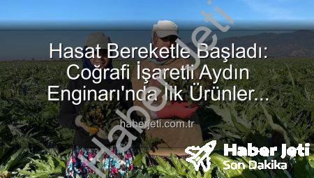 Hasat Bereketle Başladı: Coğrafi İşaretli Aydın Enginarı’nda İlk Ürünler Toplanıyor