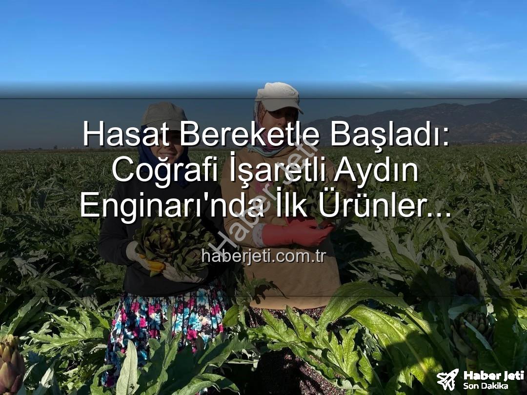 Aydın Enginarı - Hasat Bereketle Başladı: Coğrafi İşaretli Aydın Enginarı'nda İlk Ürünler Toplanıyor