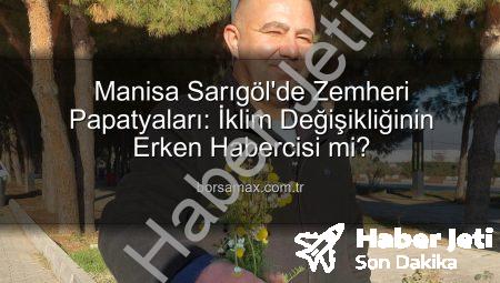 Sarıgöl’de Zemheri Papatyaları İlginç Görüntüler Oluşturdu: Çiftçiler Endişeli