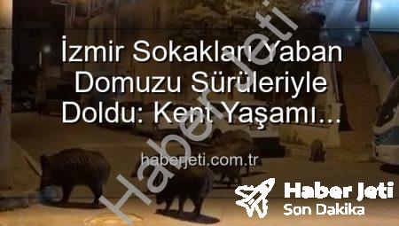 İzmir Sokakları Yaban Domuzu Sürüleriyle Doldu: Kent Yaşamı Doğayla İç İçe Geçti