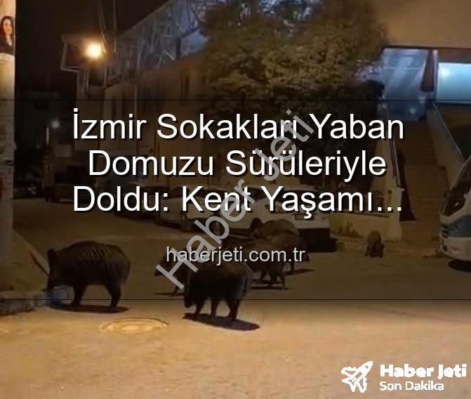 yaban domuzu - İzmir Sokakları Yaban Domuzu Sürüleriyle Doldu: Kent Yaşamı Doğayla İç İçe Geçti